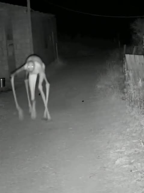 Fotografía nocturna de un animal de anatomía inusual captada por una cámara de fototrampeo